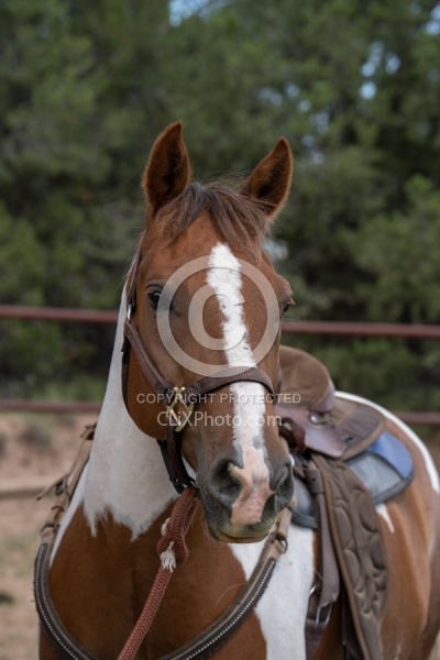 Working with Rescue Horse Enchantment Equitreks