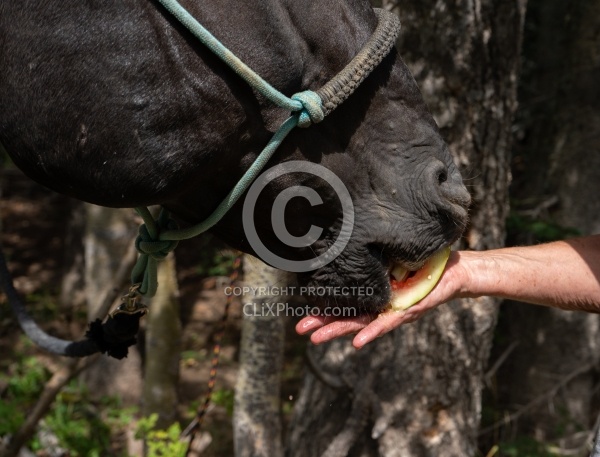 Watermelon Snack at Lunch on the Trail
