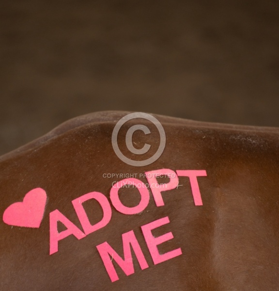 Walkin N Circles Adoptathon