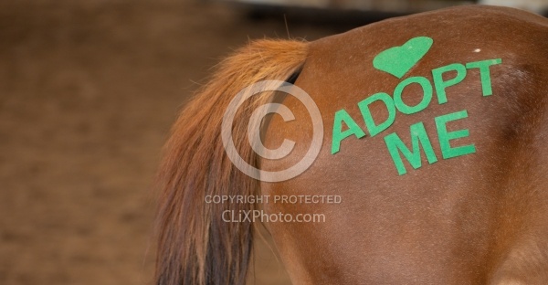 Walkin N Circles Adoptathon