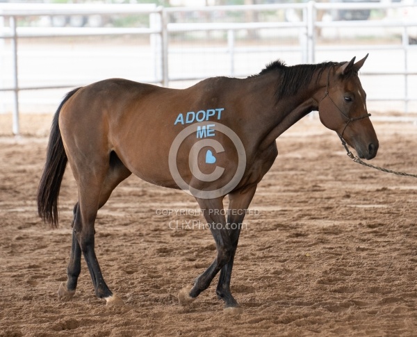 Walkin N Circles Adoptathon