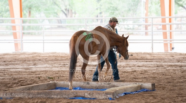 Walkin N Circles Adoptathon
