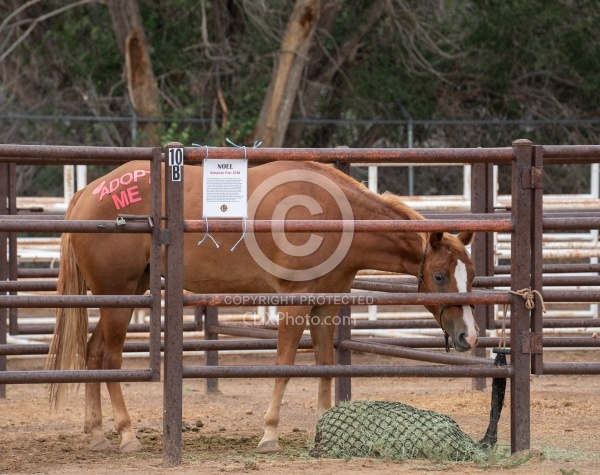 Walkin N Circles Adoptathon