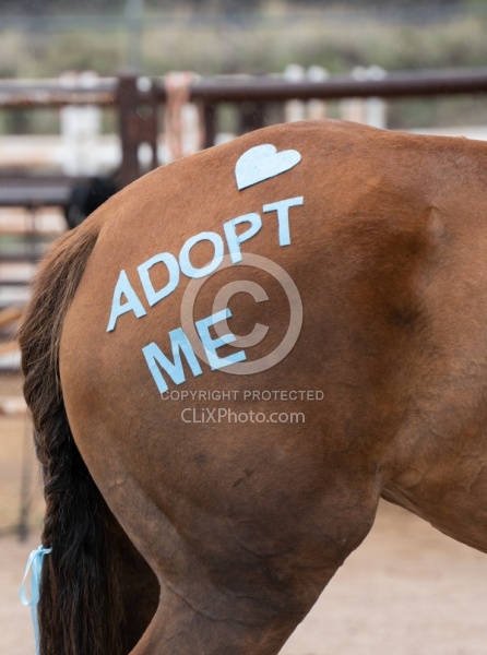 Walkin N Circles Adoptathon