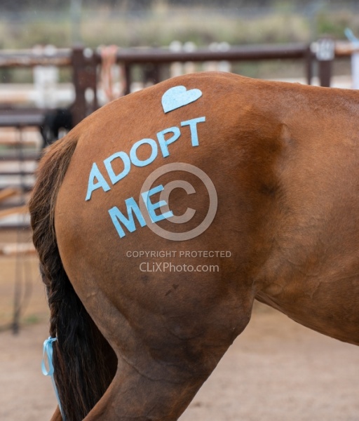 Walkin N Circles Adoptathon