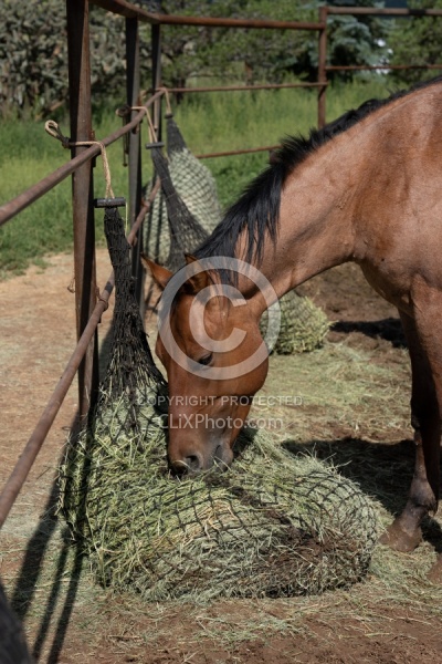 Walkin N Circles Horse Shelter