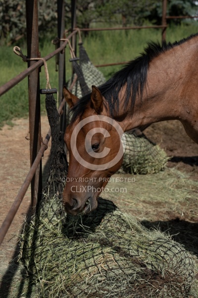Walkin N Circles Horse Shelter