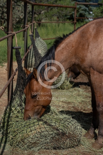 Walkin N Circles Horse Shelter