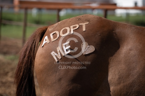 Walkin N Circles Horse Shelter