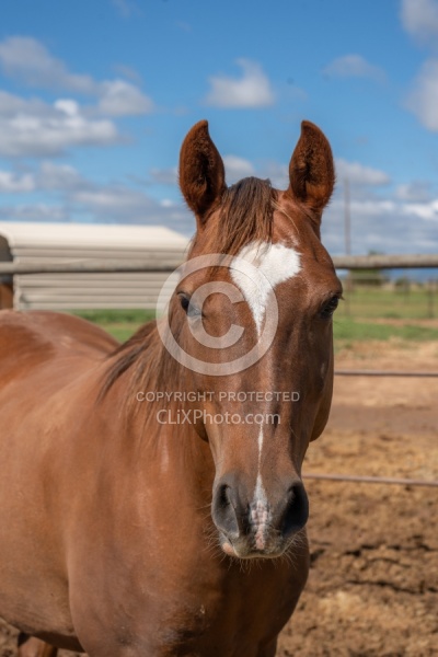 Walkin N Circles Horse Shelter