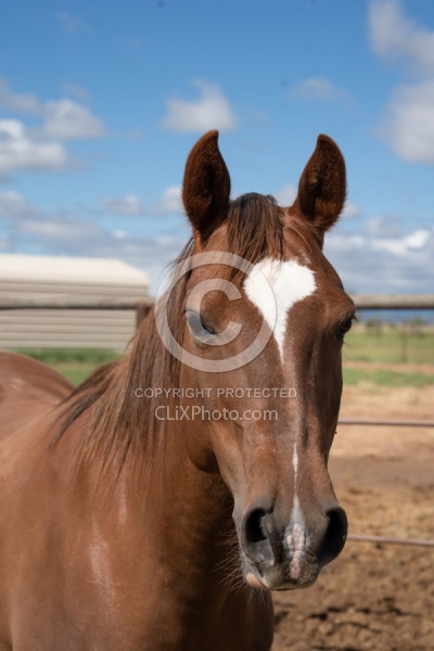 Walkin N Circles Horse Shelter