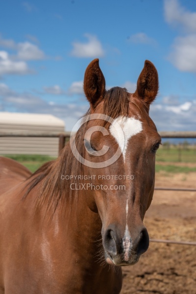 Walkin N Circles Horse Shelter