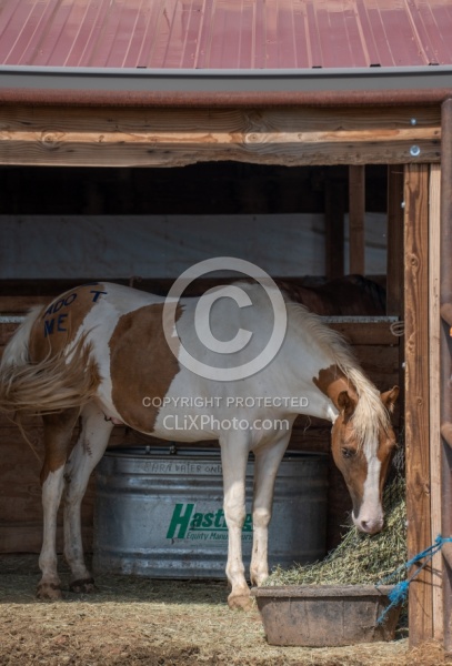 Walkin N Circles Horse Shelter
