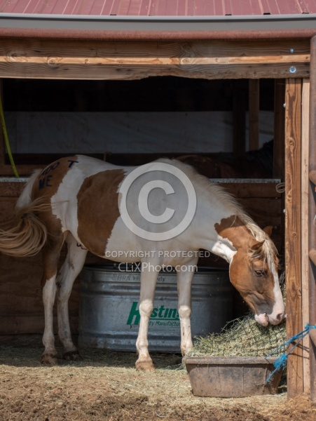 Walkin N Circles Horse Shelter