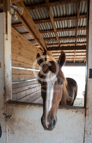 Walkin N Circles Horse Shelter