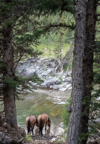 In Camp - Anchor D - Lost Trail Ride