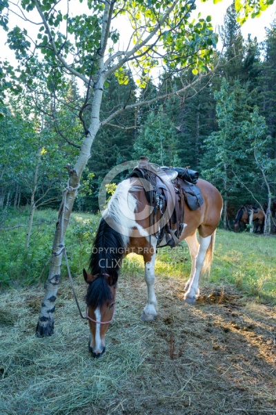 Camp on the Lost Trail Ride with Anchor D