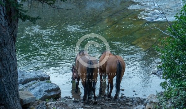 Camp on the Lost Trail Ride with Anchor D