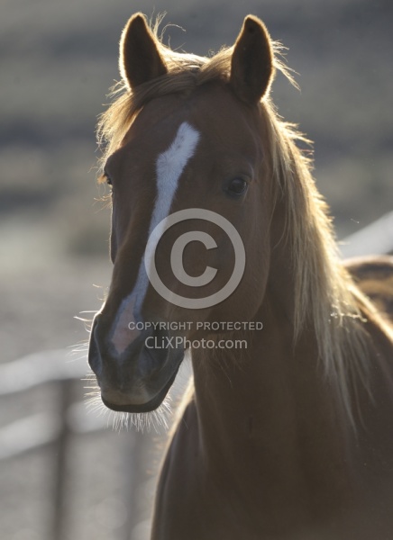 Non Breed Specific Portrait