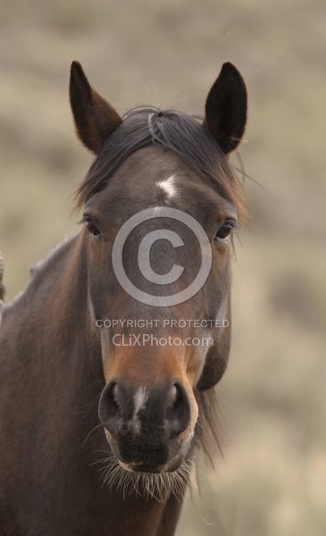 Non Breed Specific Portrait