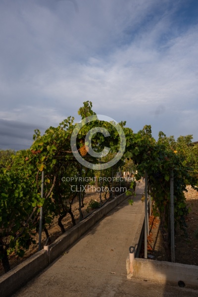 The Vineyards of Villa Casale Leto