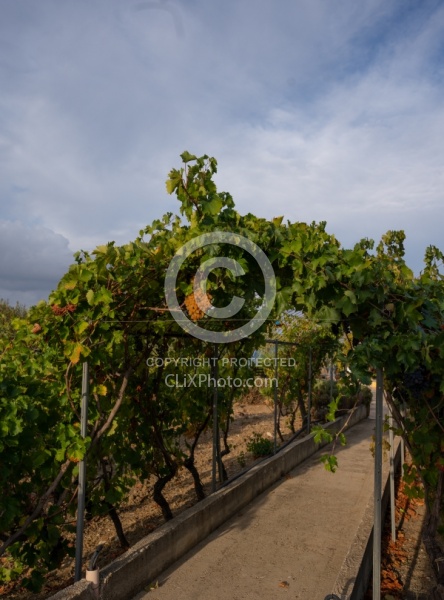 The Vineyards of Villa Casale Leto