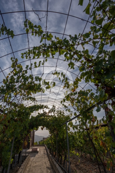 The Vineyards of Villa Casale Leto