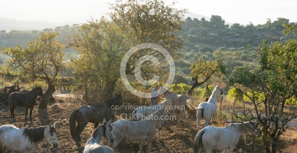 Prinicpe di Aragona, Sicily