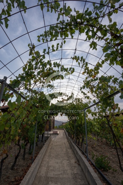 The Vinyards of Villa Casale Leto