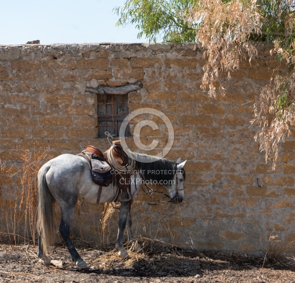 Unicorn Trails Coast to Coast Ride Sicily Horses and Tack