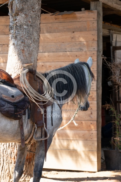 Unicorn Trails Coast to Coast Ride Sicily Horses and Tack
