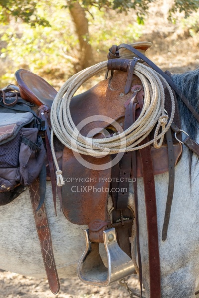 Horses and Tack
