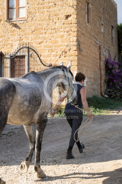 Leading a horse ot the Trailer