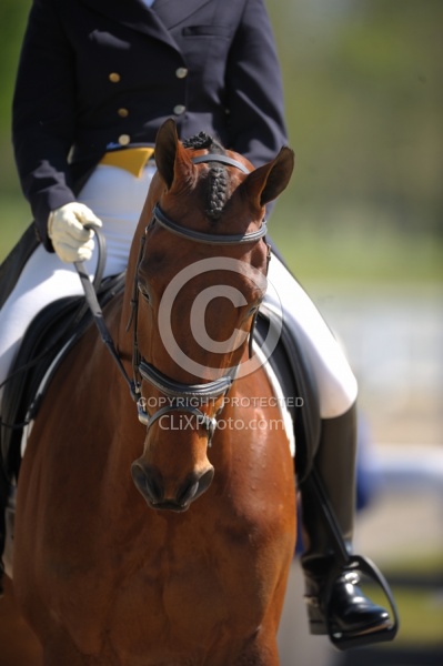 Dressage Close Up
