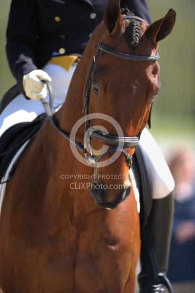 Dressage Close Up