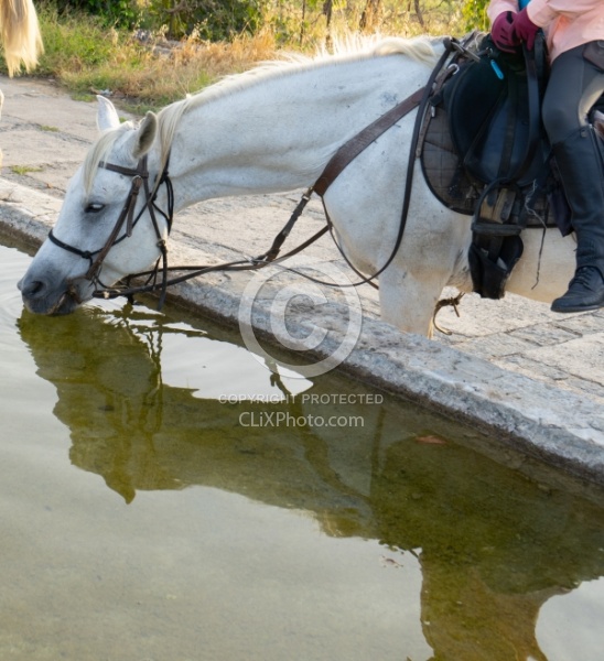 Watering the Horses