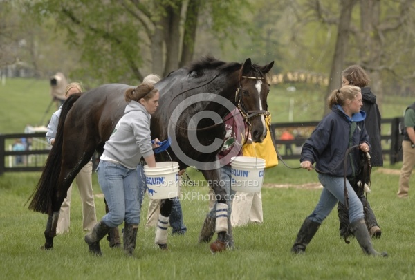 Cooling down in the Vet Box Rolex 2008 