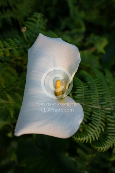 Flowers of the Azores
