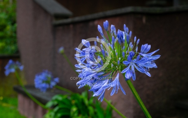 Flowers of the Azores