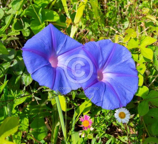 Flowers of the Azores