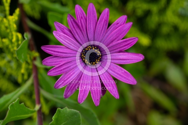Flowers of the Azores