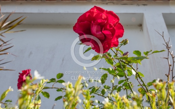 Flowers of the Azores