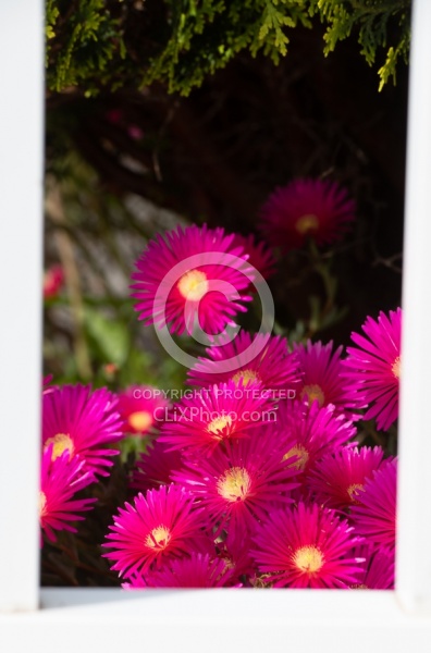 Flowers of the Azores