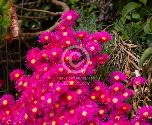 Flowers of the Azores