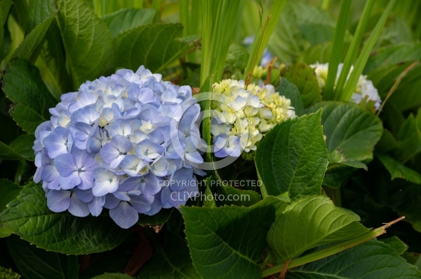 Flowers of the Azores