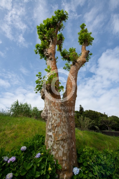 Flowers of the Azores