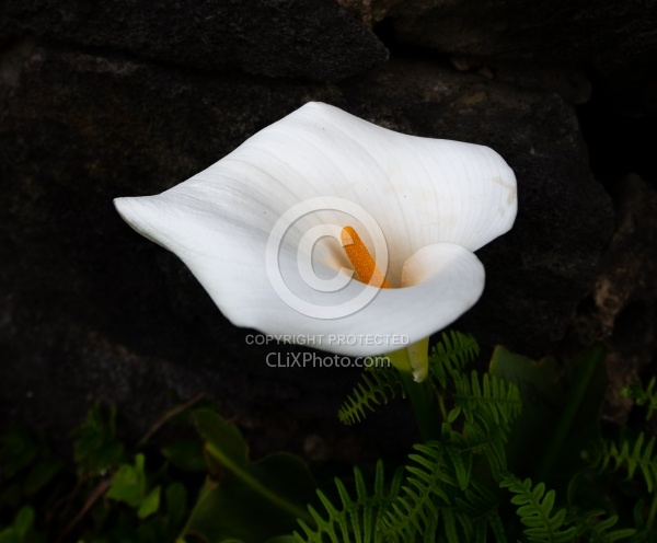 Flowers of the Azores