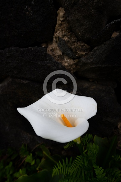 Flowers of the Azores