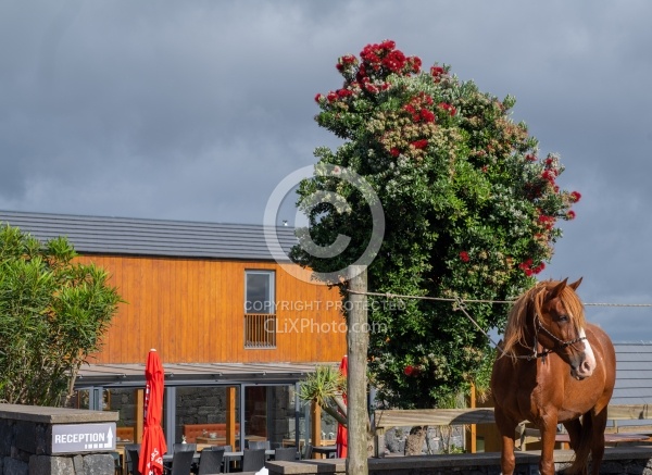 Patio Ecolodge Faial Azores