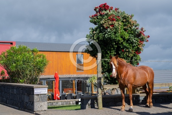 Patio Ecolodge Faial Azores